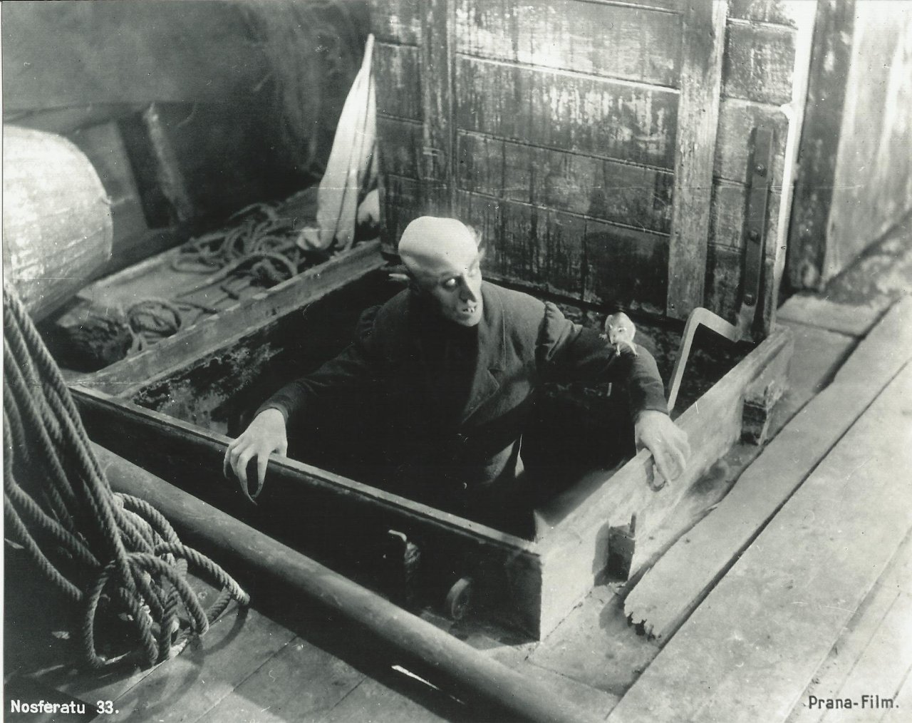 Лилейник nosferatu носферату описание зона зимостойкости